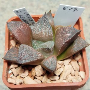 617 Haworthia obtusa hybrid x 'Kegazato' x picta