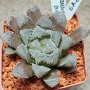 6286 Haworthia 'Kegazato' x cooperi clon5