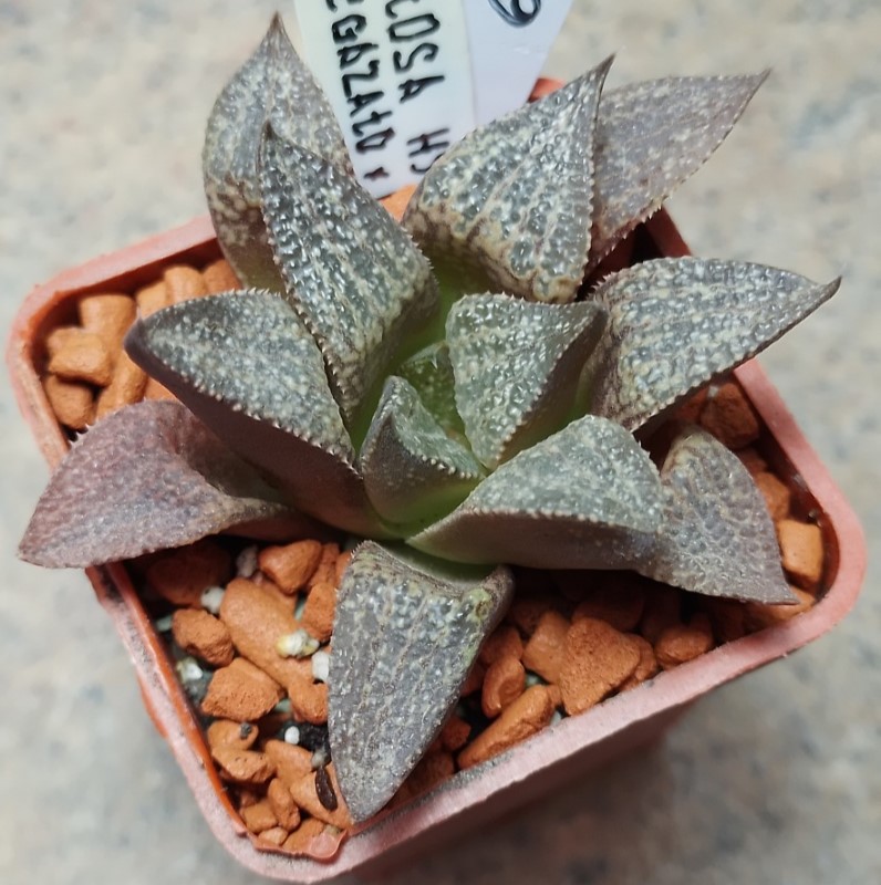 6293 Haworthia obtusa hybrid x Haworthia 'Kegazato' x picta