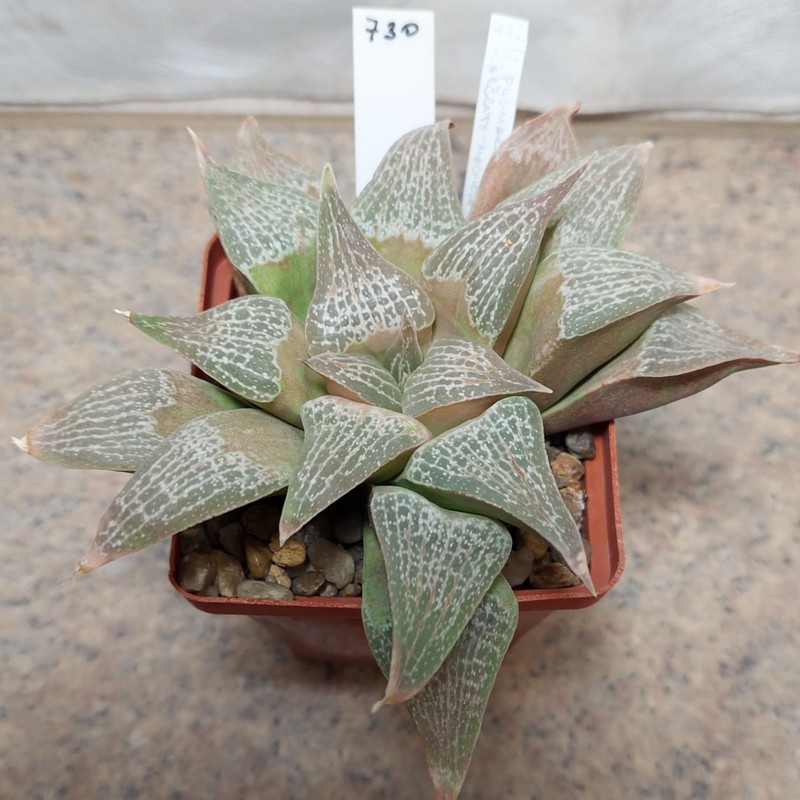 730 Haworthia pygmaea var. argenteo-maculosa вік 8 років