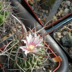 Echinofossulocactus longispinus - L.Bercht - відбір -