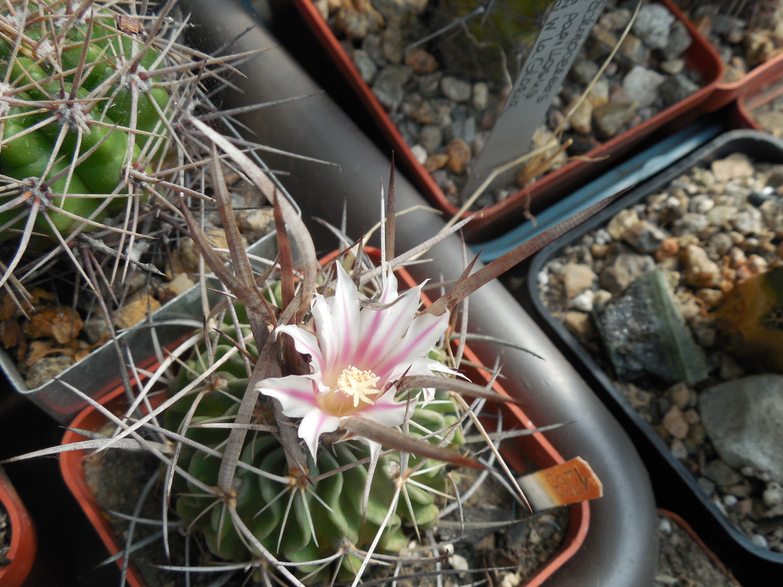 Echinofossulocactus longispinus - L.Bercht - відбір -