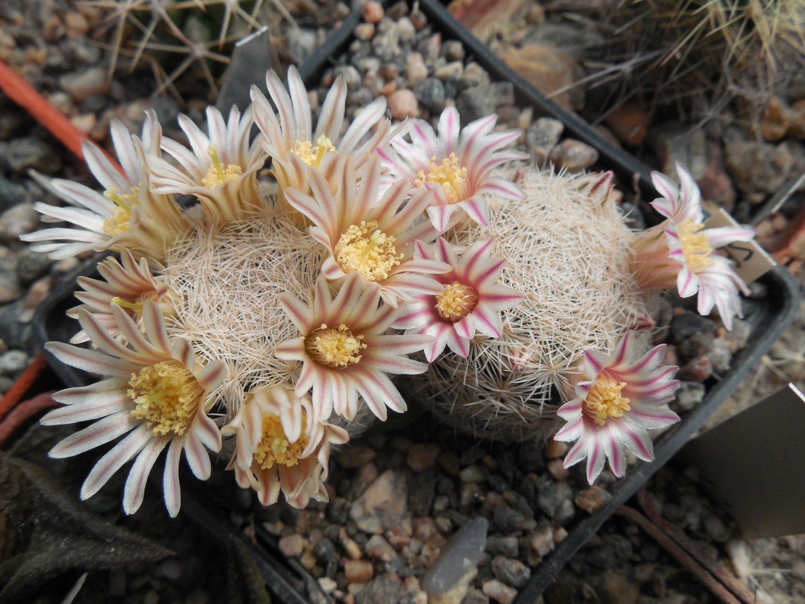 Mammillaria lasiacantha SB 67 - MG -