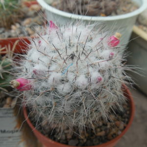 Mammillaria chionocephala ssp. woodsii