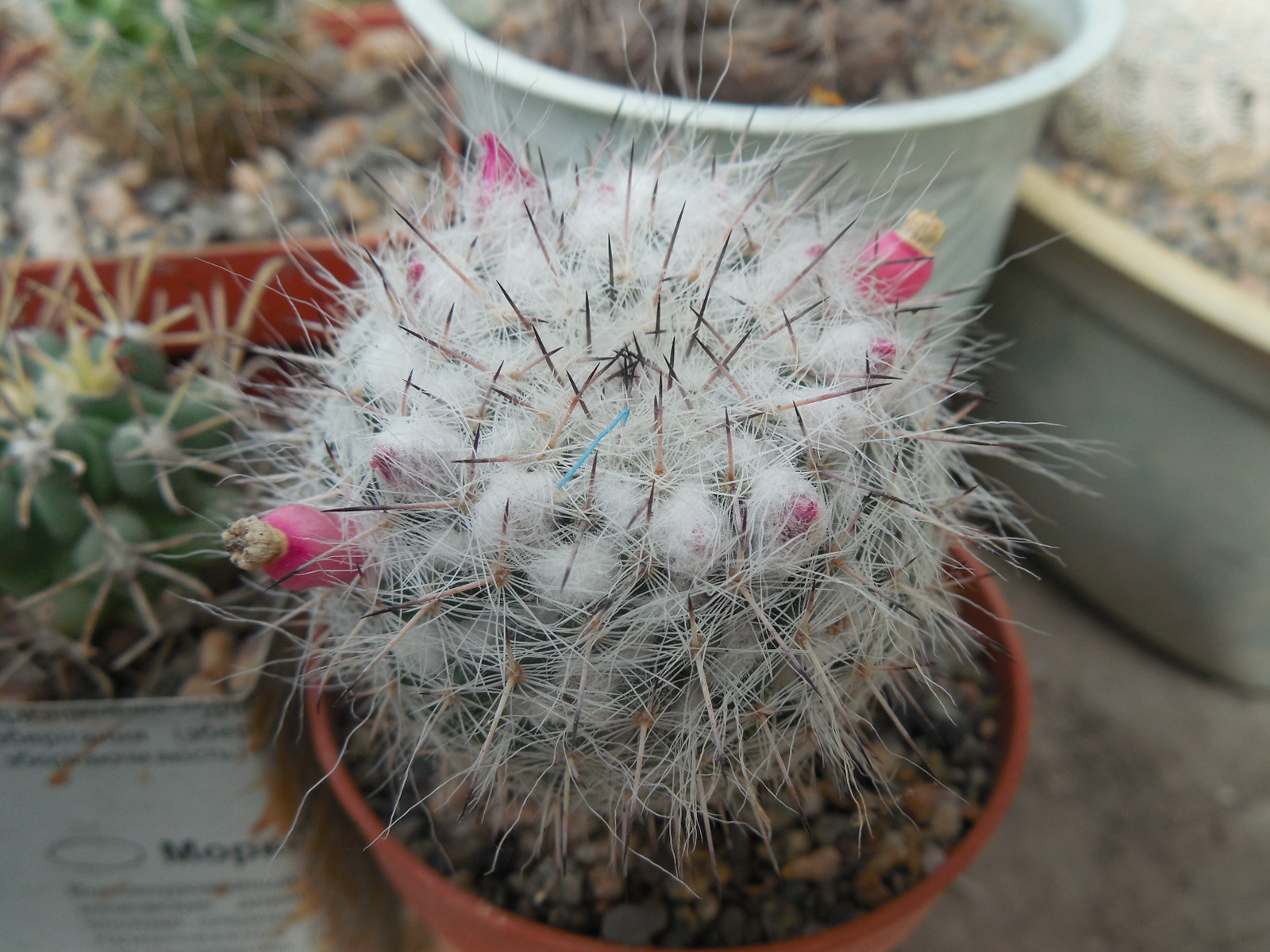 Mammillaria chionocephala ssp. woodsii