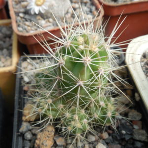 Echinocereus maritimus - v. hankockii - Hipolito,BCN - MG -