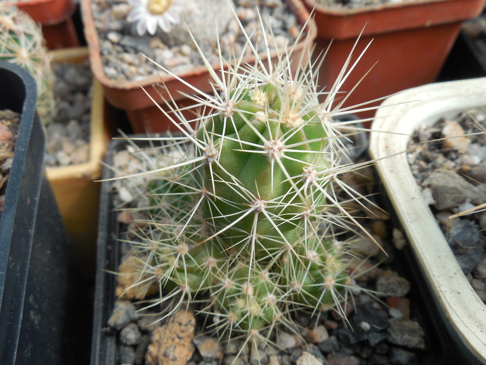 Echinocereus maritimus - v. hankockii - Hipolito,BCN - MG -