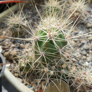 Echinocereus maritimus - v. hankockii - Hipolito,BCN - MG -