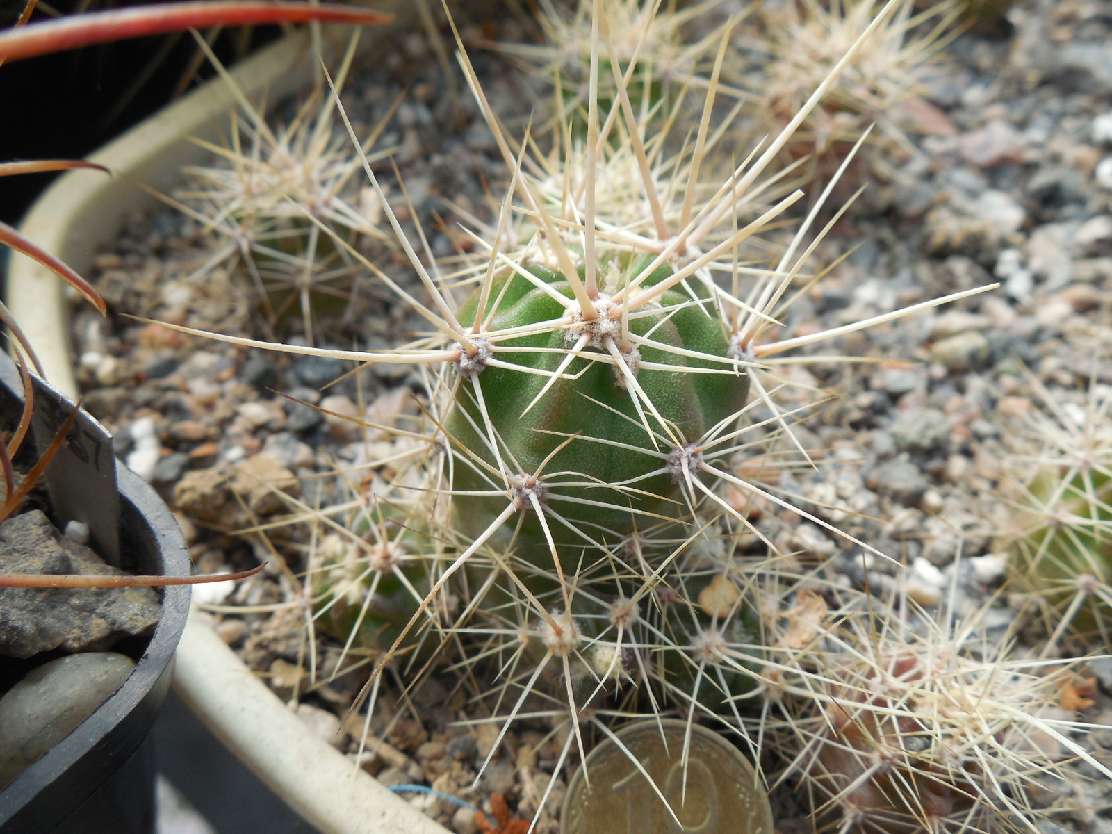 Echinocereus maritimus - v. hankockii - Hipolito,BCN - MG -
