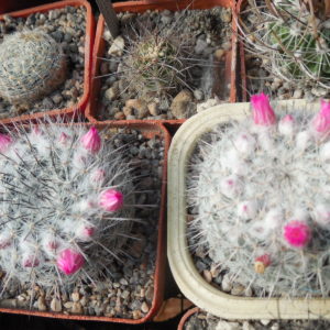 Mammillaria chionocephala ssp. woodsii