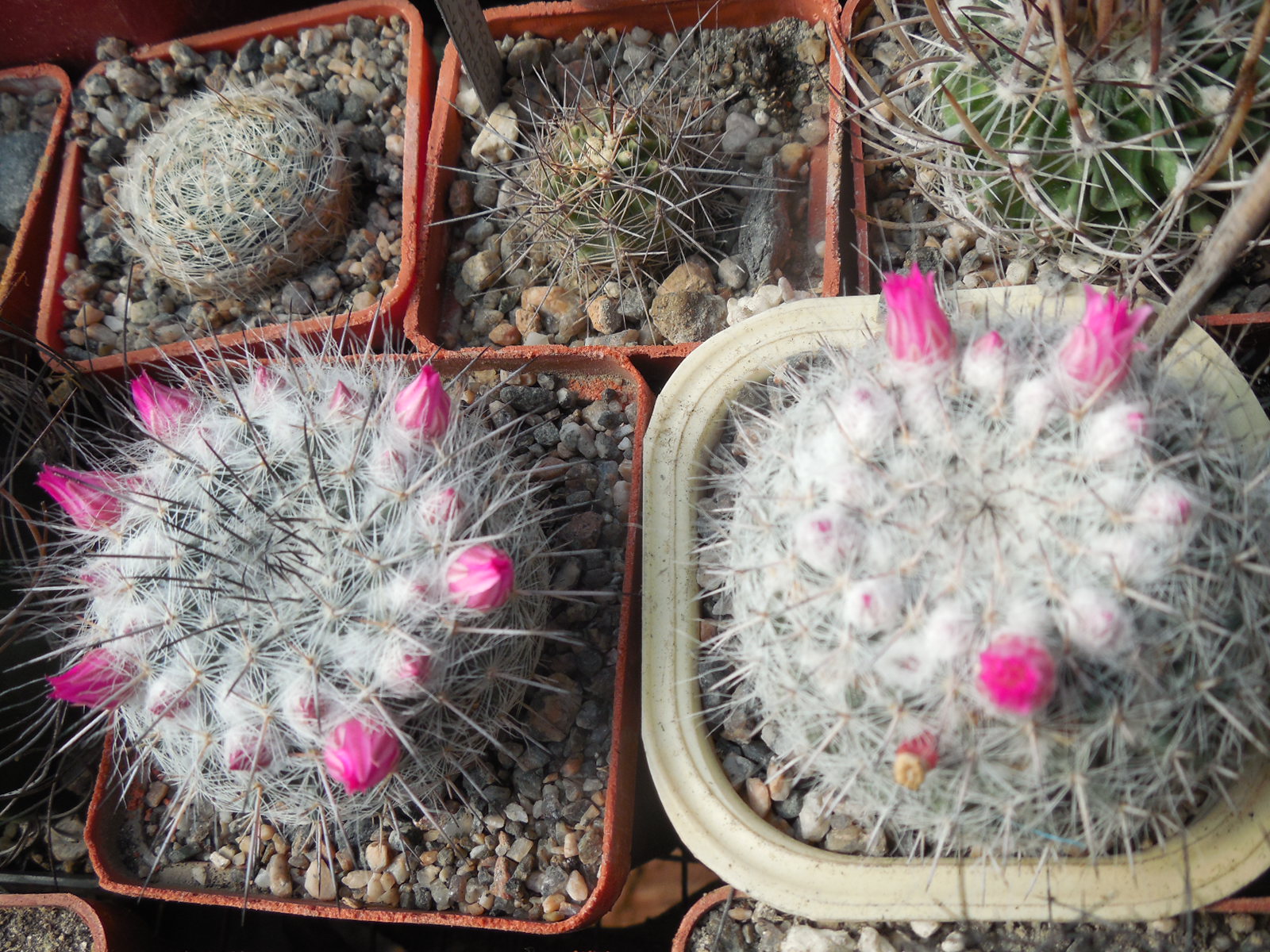 Mammillaria chionocephala ssp. woodsii