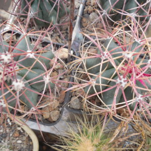Ferocactus acanthodes - Kohres -
