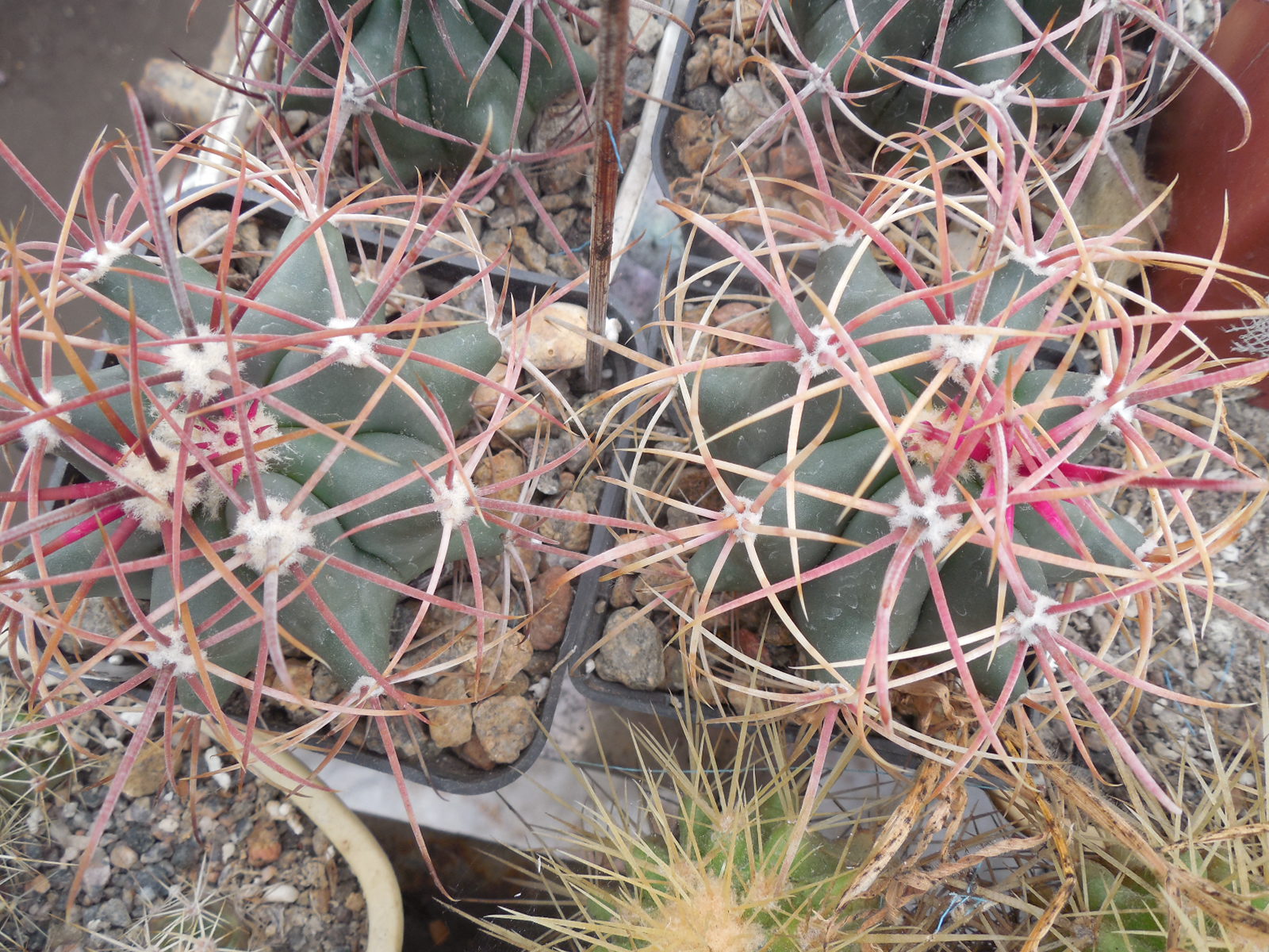 Ferocactus acanthodes - Kohres -