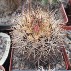Neoporteria multicolor KK 48 – MG –