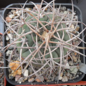 Gymnocalycium spegazzinii x cardenasianum