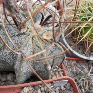 Astrophytum niveum - cv.Weisse Stachel