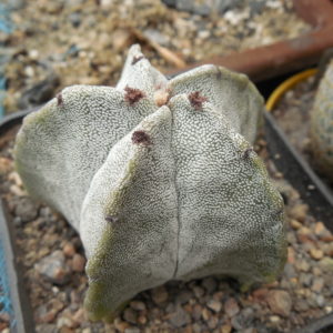 Astrophytum myriostigma - v. strongilogonum  - MK 95/349 - Kupcak -