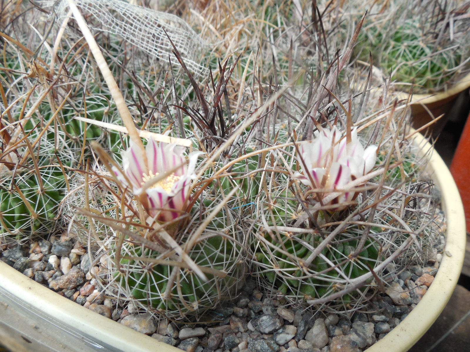 Echinofossulocactus  lloydii - довгі голки, селекція
