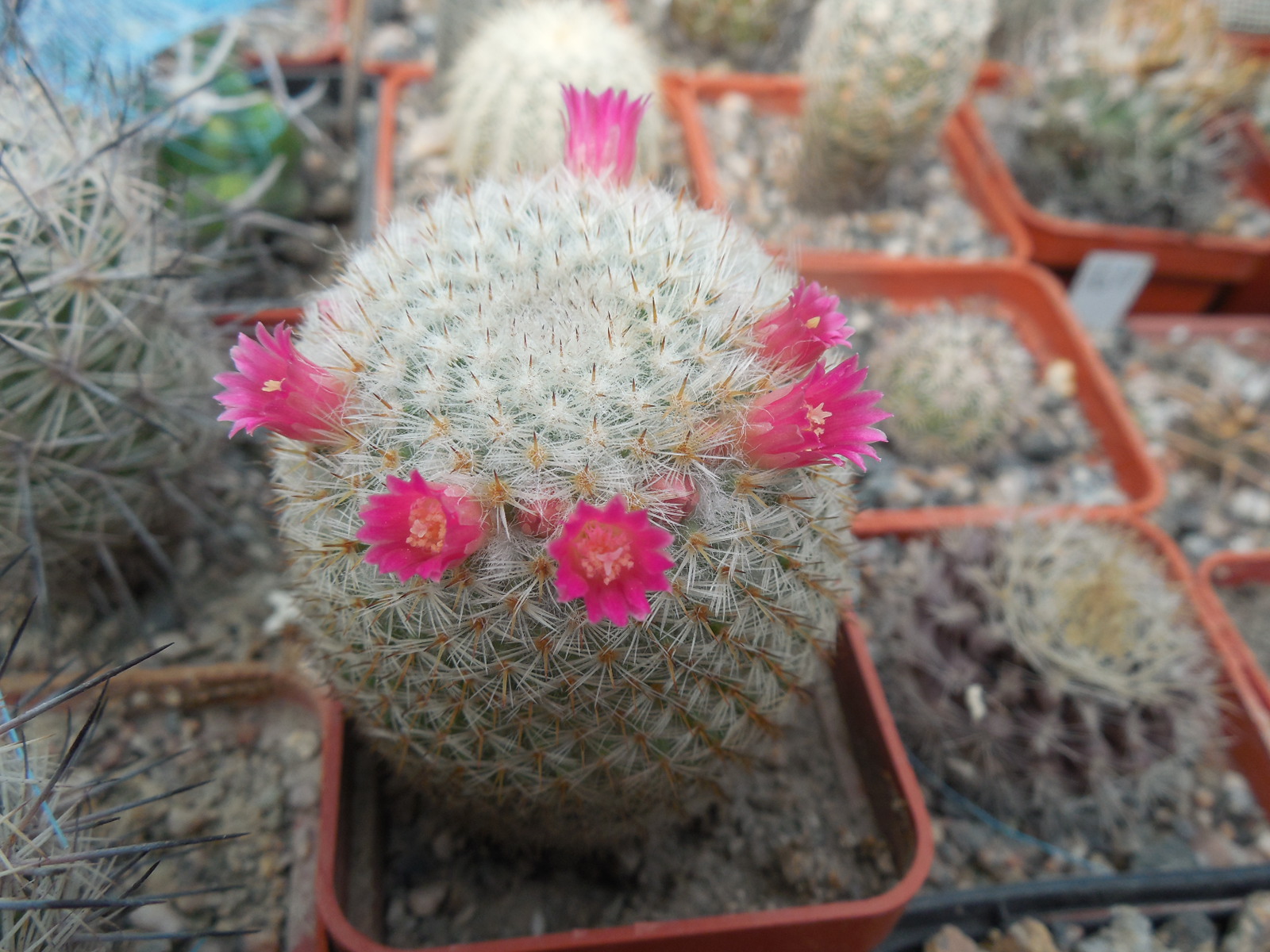 Mammillaria dixanthocentron FO 230 - MG -