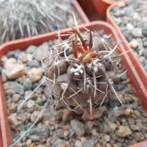 Gymnocalycium striglianum - Lugan de Cuyo - відбір -