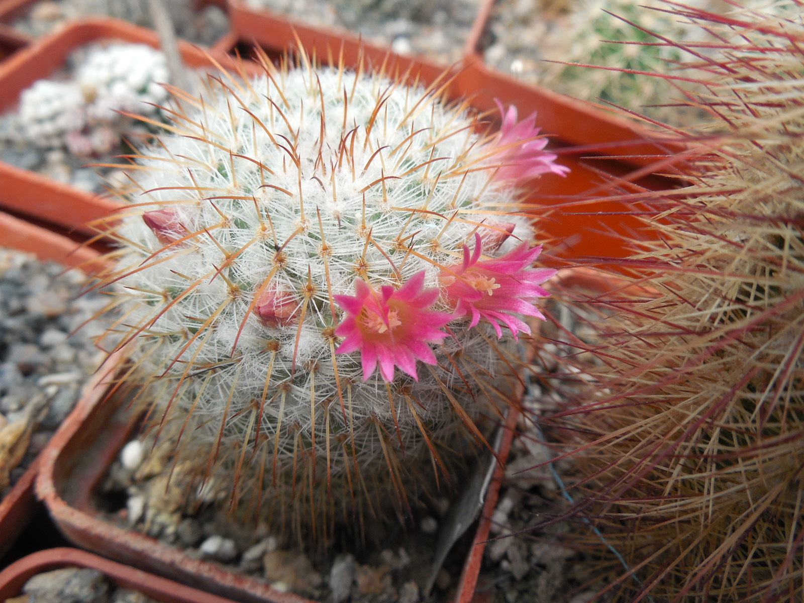 Mammillaria dixanthocentron FO 230 - MG -