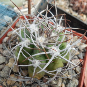 Gymnocalycium mostii - селекція СРСР - відбір -