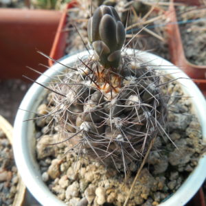 Gymnocalycium taningaense А 212 - Piltz -