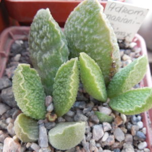 Adromischus marianiae cv. «Limax Arion»