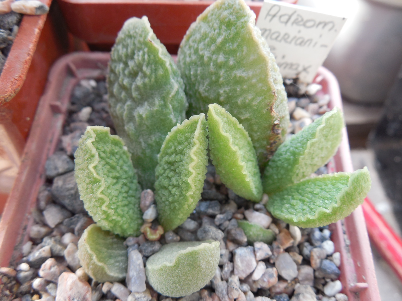 Adromischus marianiae cv. «Limax Arion»
