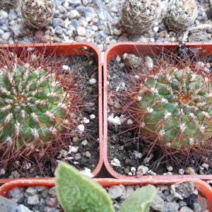 Sulcorebutia tiraquensis - v. renatae - SuccSeed -