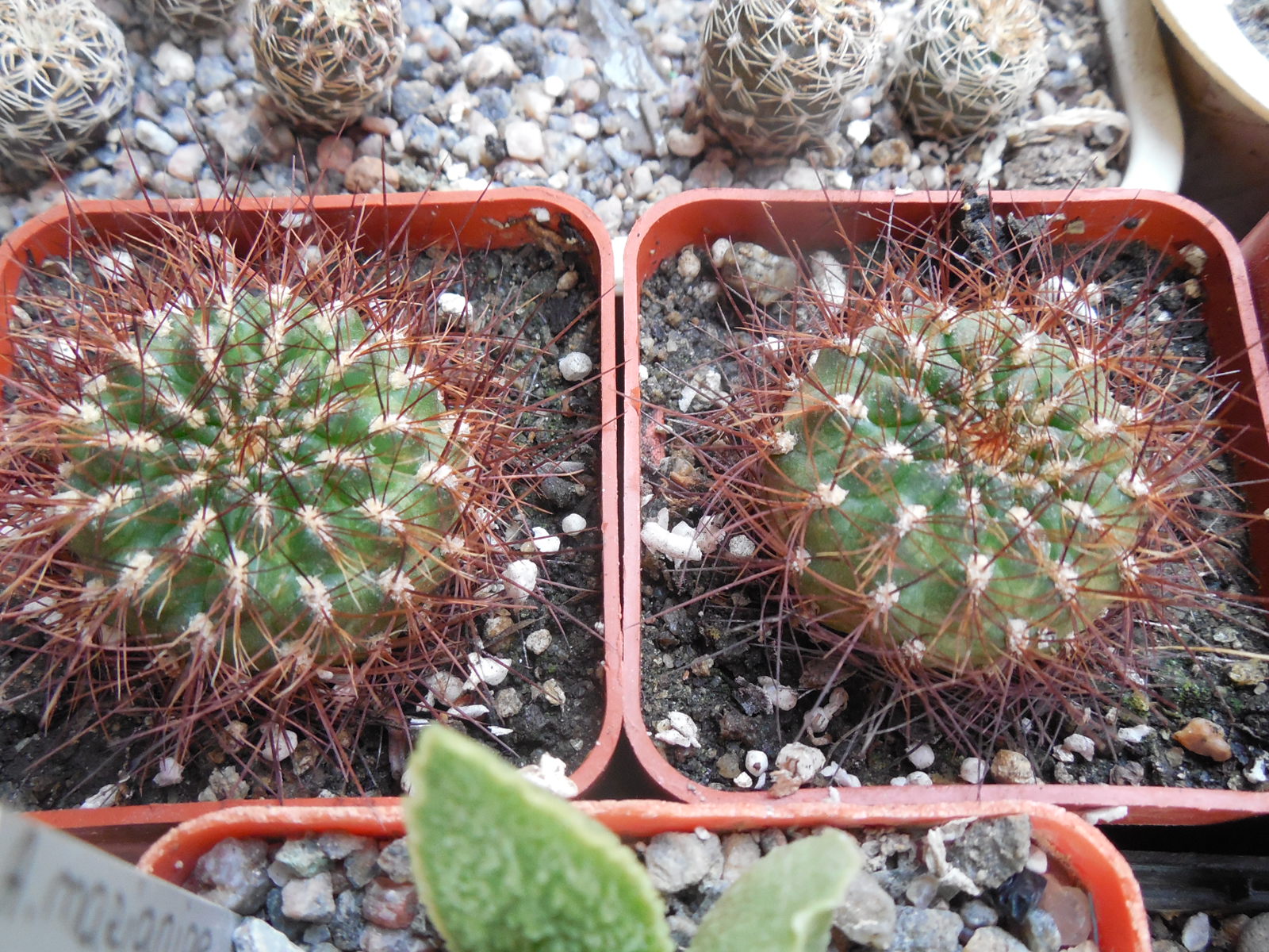 Sulcorebutia tiraquensis - v. renatae - SuccSeed -