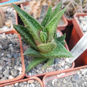 Haworthia limifolia x pumila x nigra