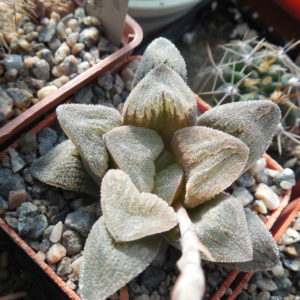 Haworthia pygmaea - v. cristalina - Plapp -