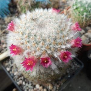 Mammillaria dixantocentron FO-230 - MG  -