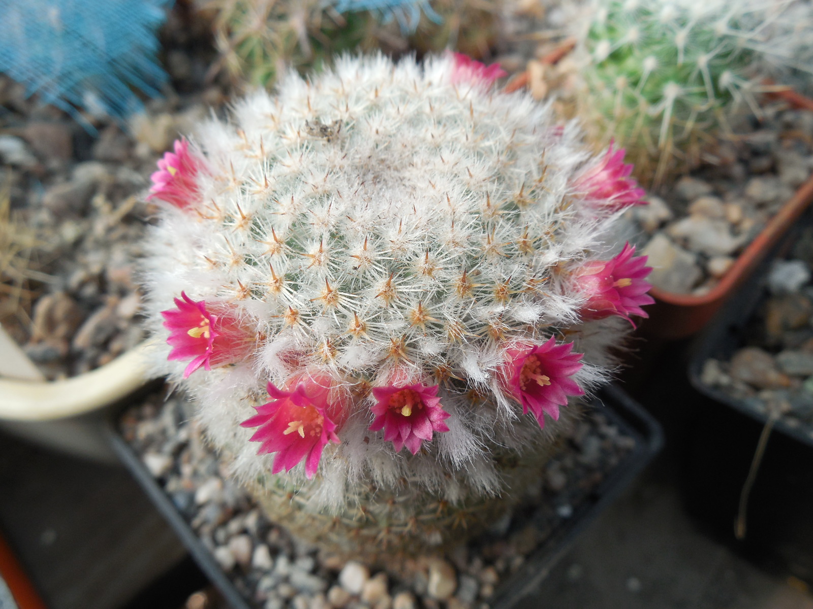 Mammillaria dixantocentron FO-230 - MG  -