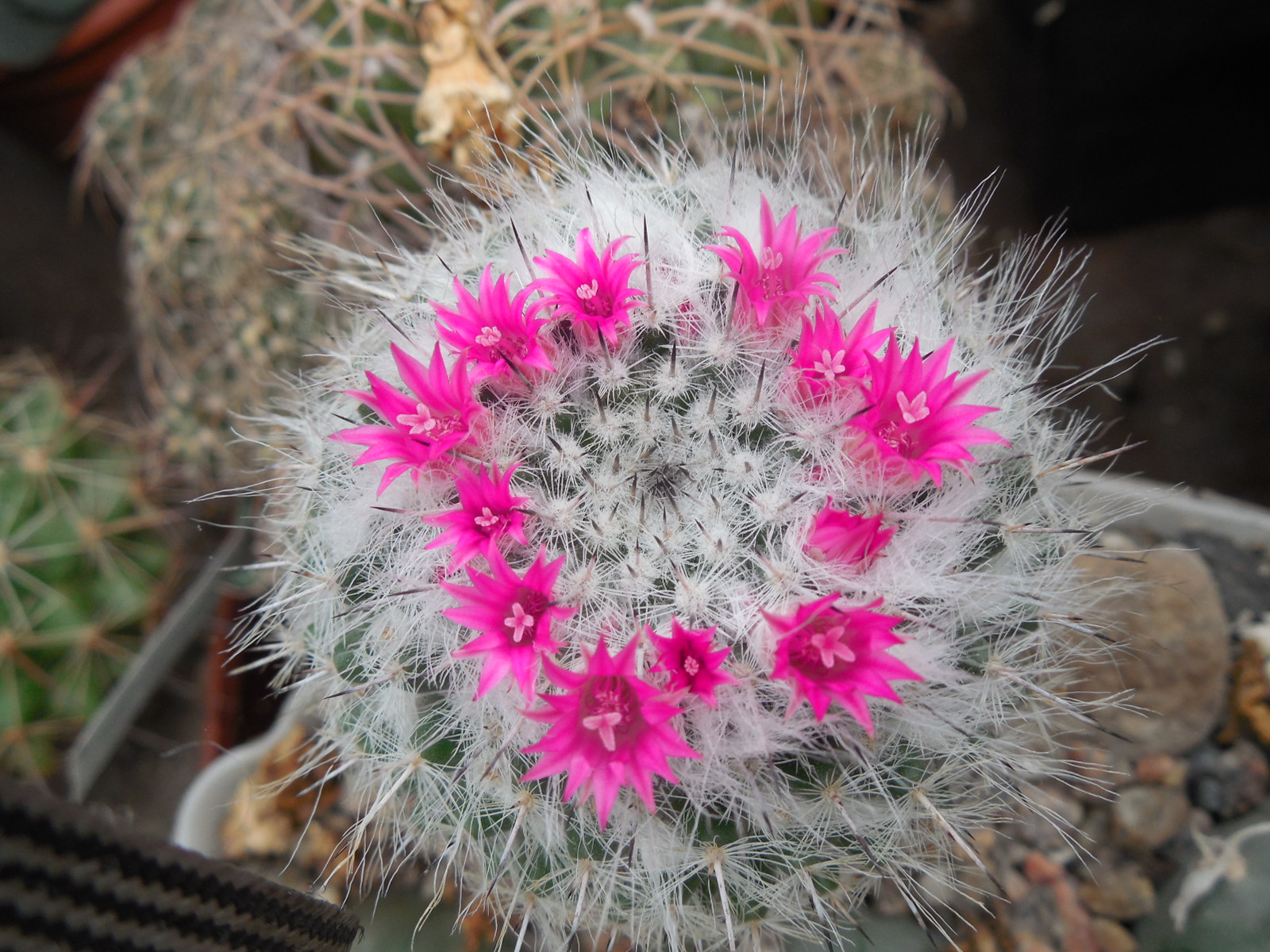 Mammillaria chionocephala ssp. woodsii