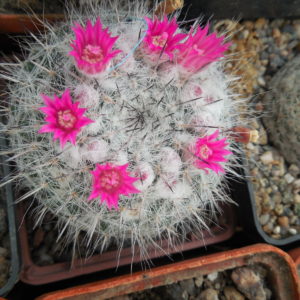 Mammillaria chionocephala ssp. woodsii