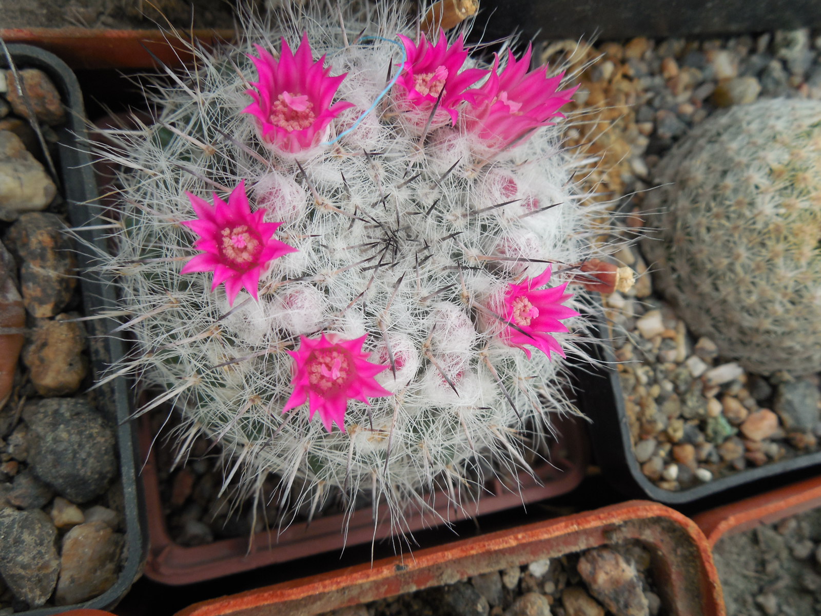 Mammillaria chionocephala ssp. woodsii