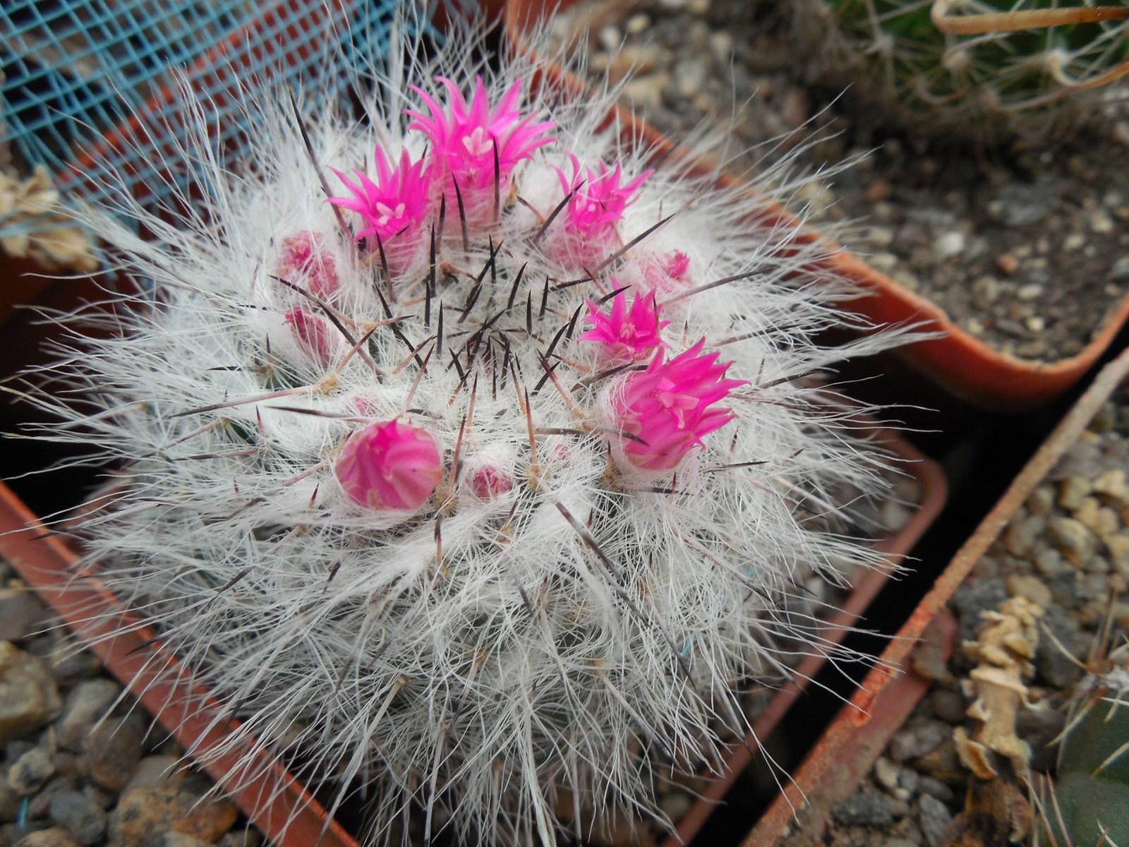 Mammillaria chionocephala ssp. woodsii - відбір -