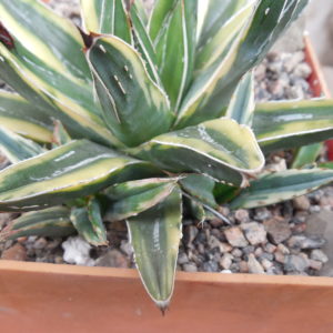 Agave victoria-reginae  cv. Cream Compact - пагони