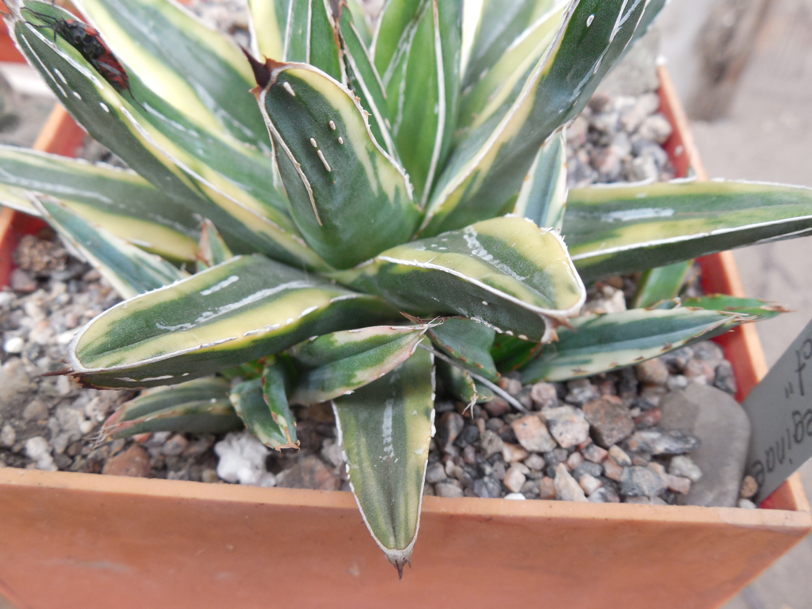 Agave victoria-reginae  cv. Cream Compact - пагони