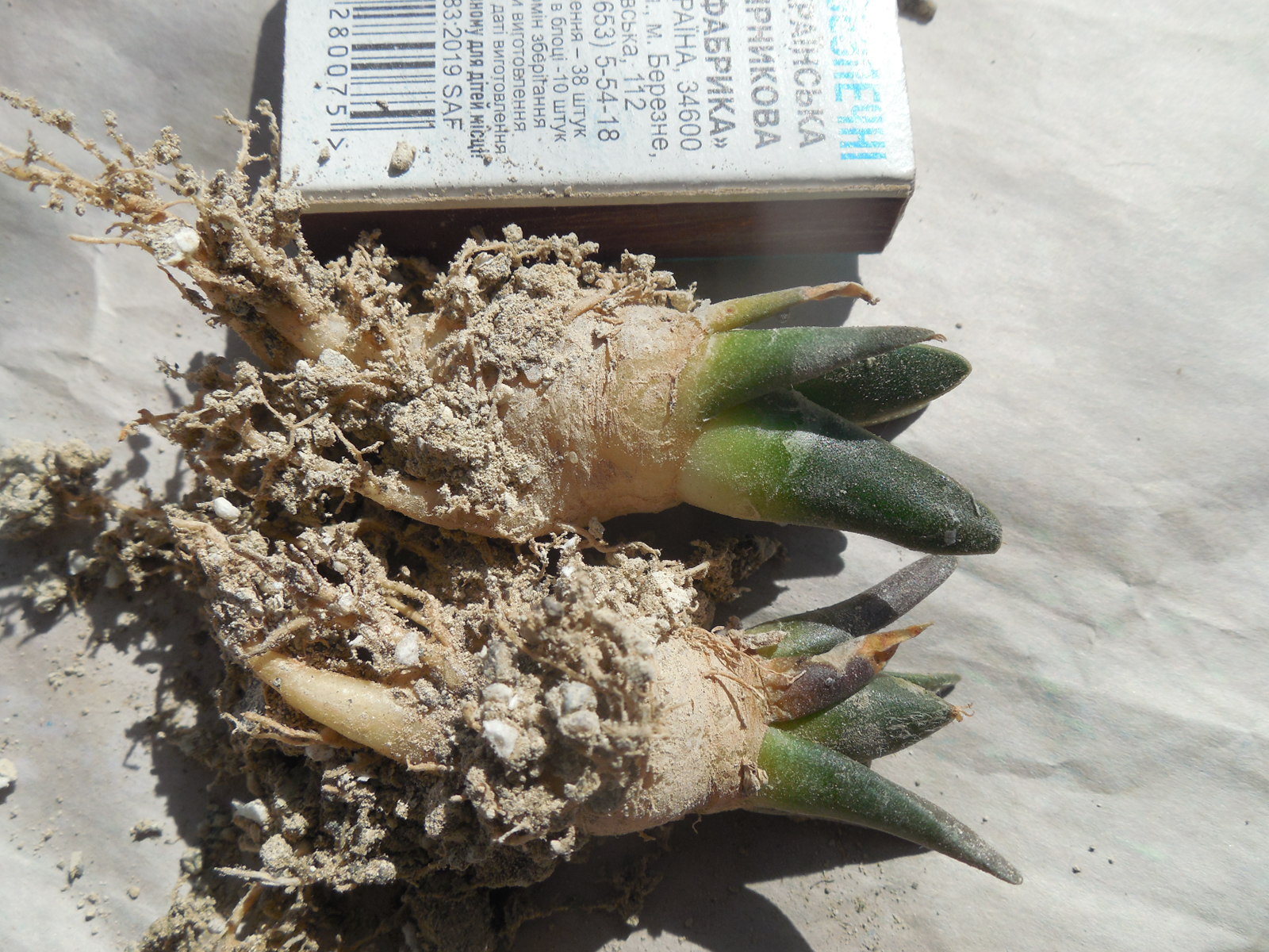 Ariocarpus trigonus - ціна за пару
