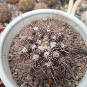 Gymnocalycium taningayense P 212 - Piltz -