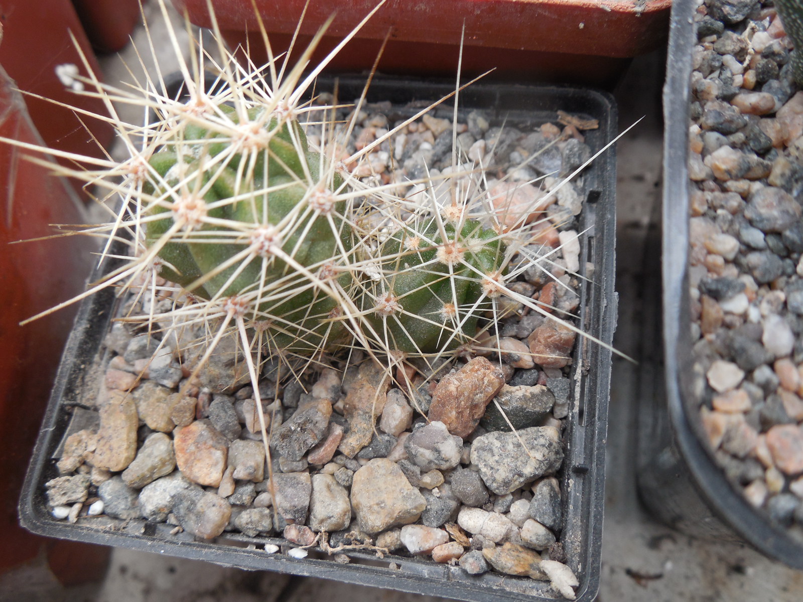 Echinocereus maritimus - v. hankockii - Hipolito,BCN - MG -