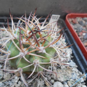 Eriosyce aurata PV 2430 - nortn Hurtdao - Piltz - not grafted -
