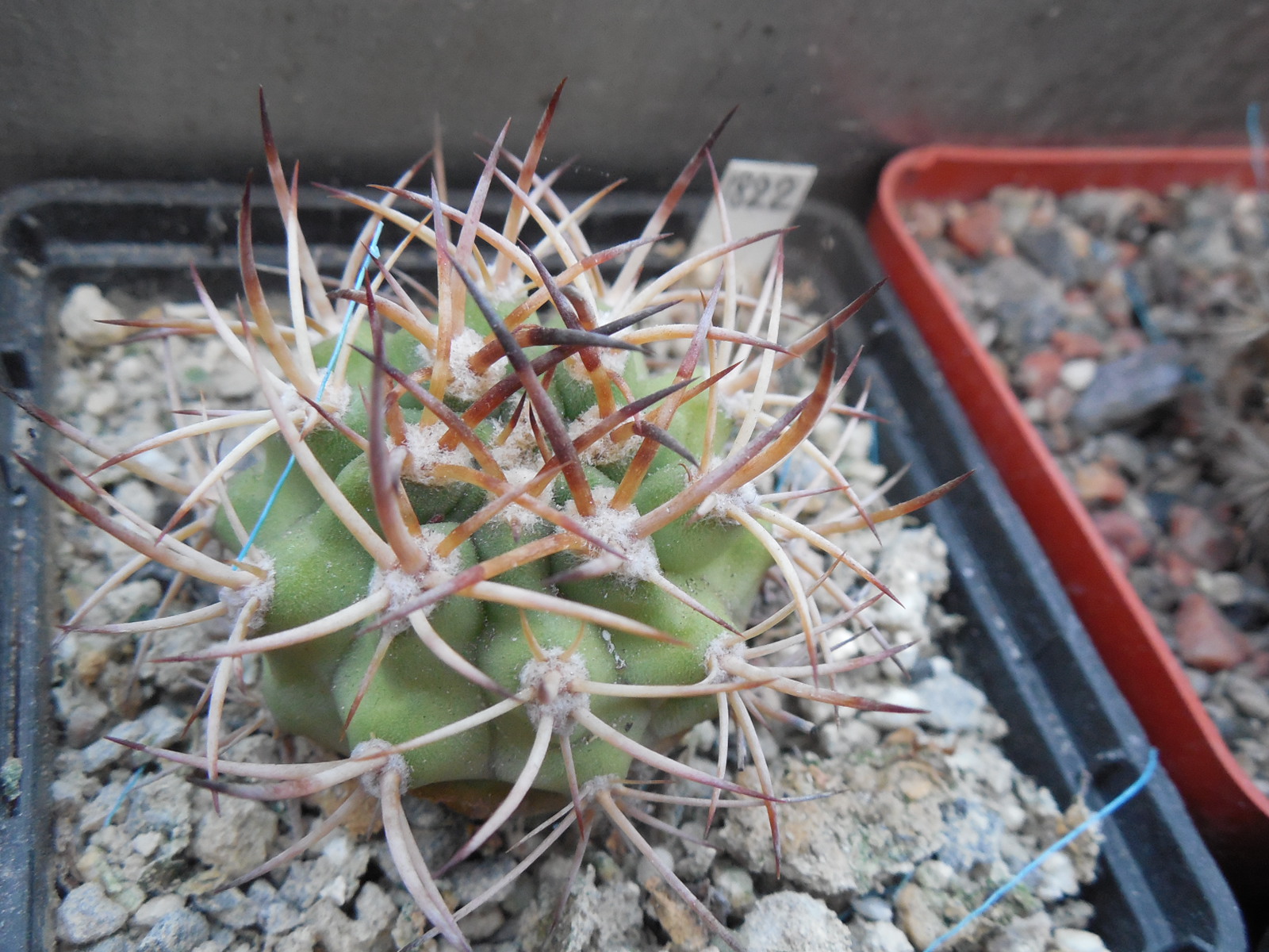 Eriosyce aurata PV 2430 - nortn Hurtdao - Piltz - not grafted -
