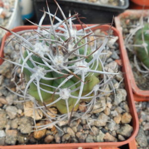 Gymnocalycium mostii - селекція СРСР,  selected - відбір -