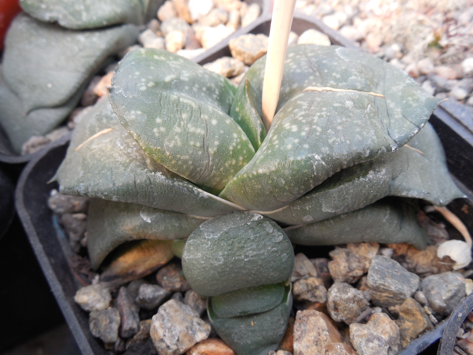 Gasteria cv. Japan x armstrongii