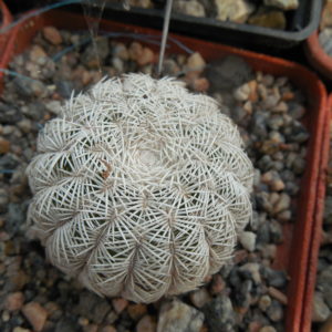Echinocereus reichenbachii SB 387 - Kimble Co. Tx. /18/ to - 23*C - hearly flat. - MG -
