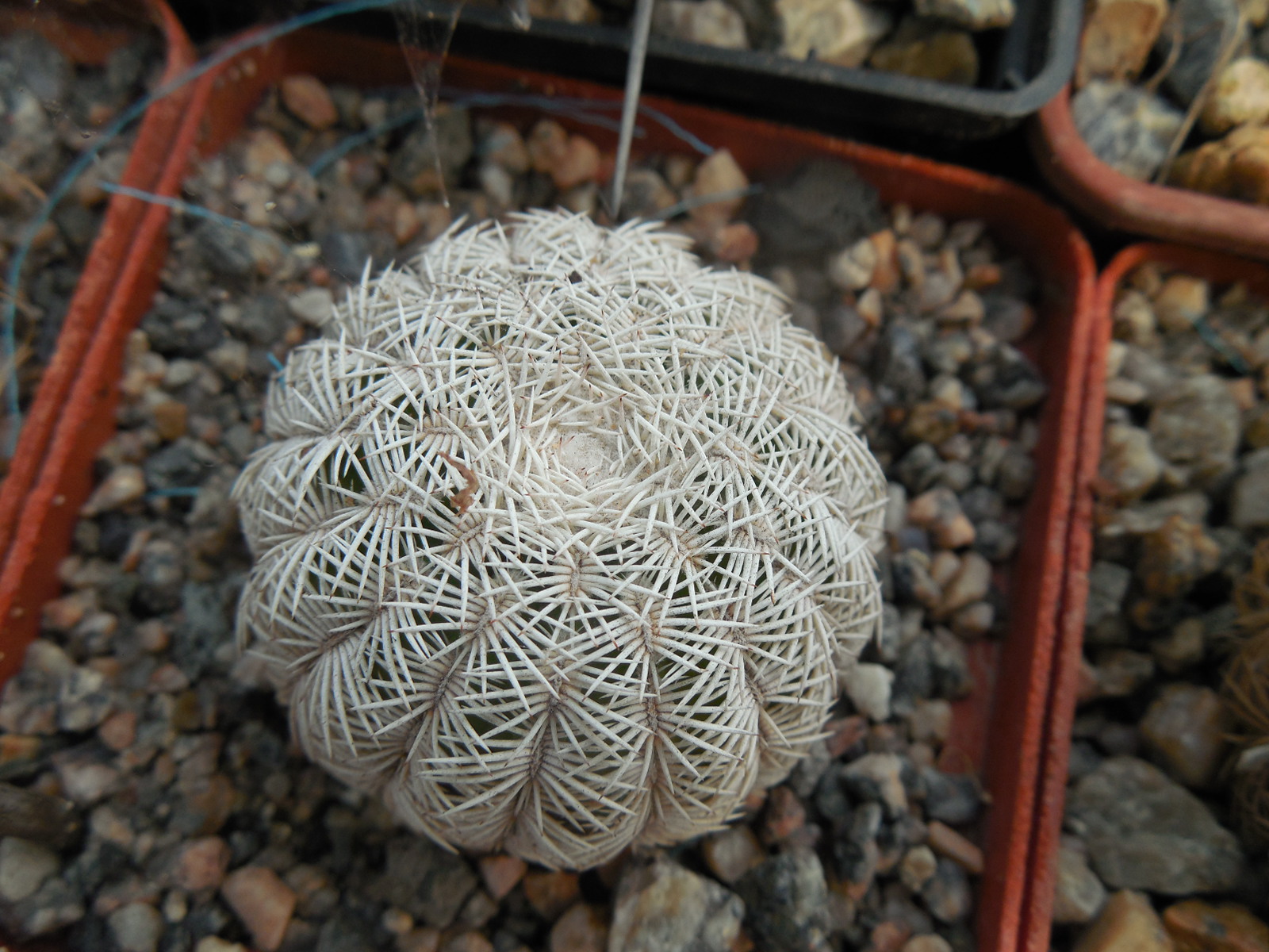 Echinocereus reichenbachii SB 387 - Kimble Co. Tx. /18/ to - 23*C - hearly flat. - MG -